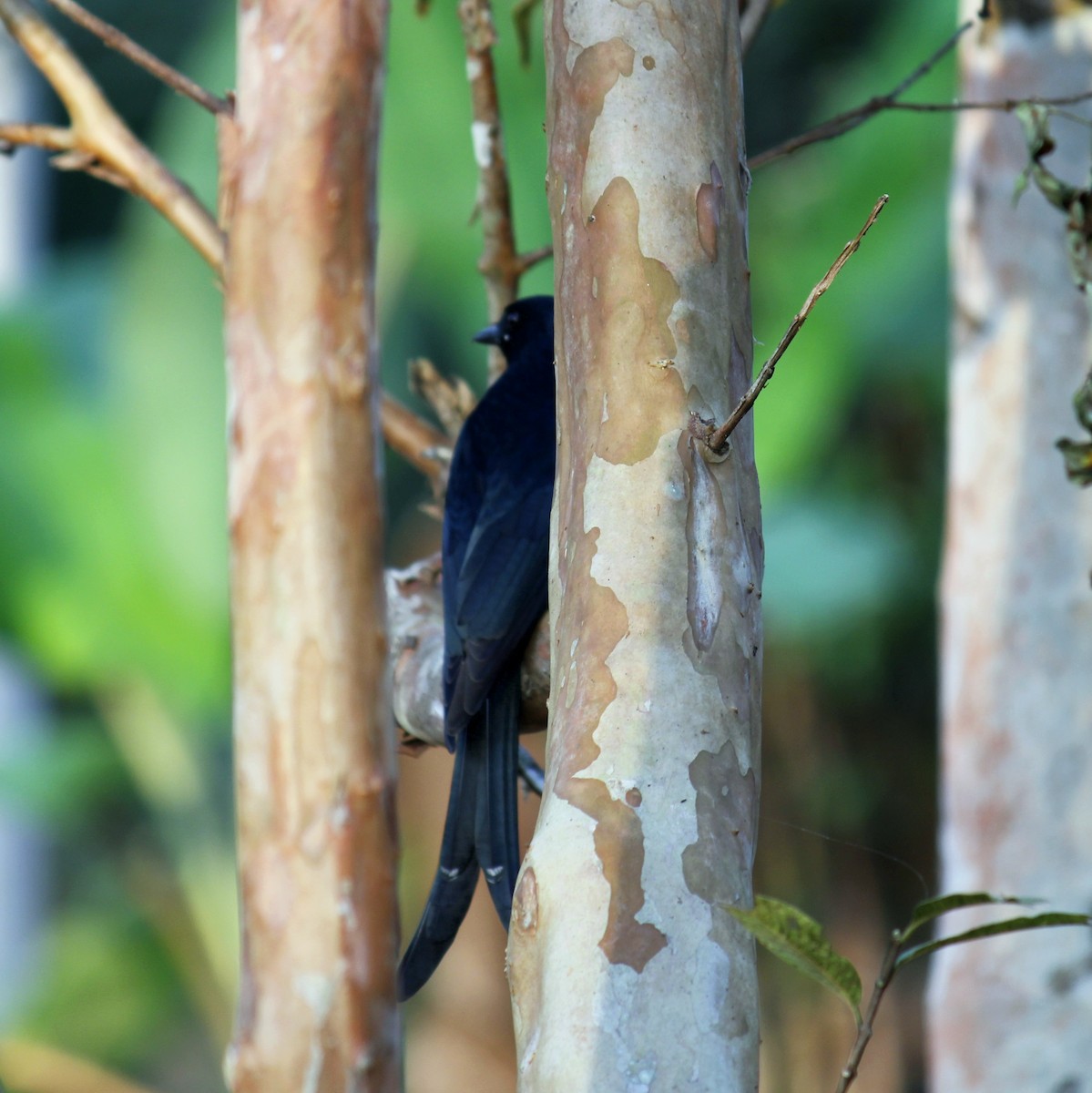 オウチュウ - ML645828112