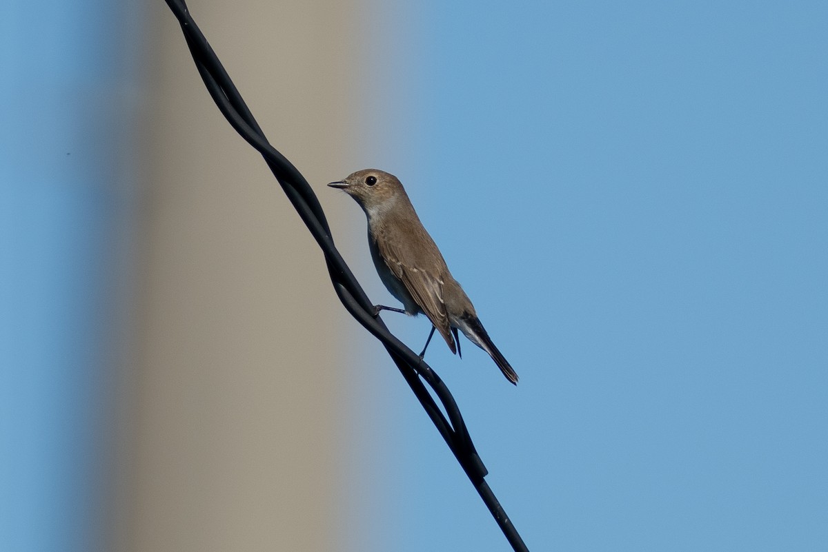 オジロビタキ - ML645828113