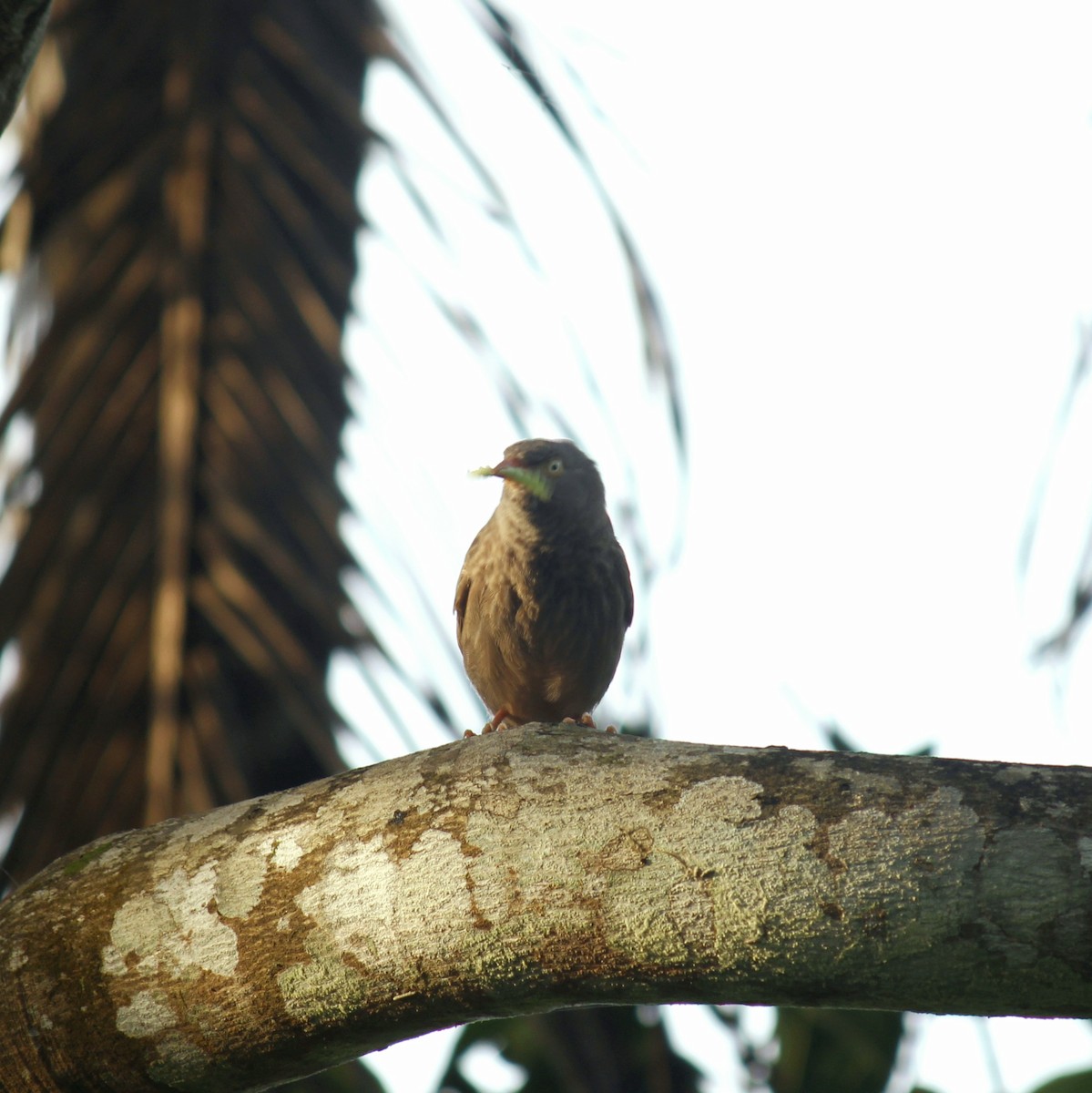 Cratérope de brousse - ML645828114