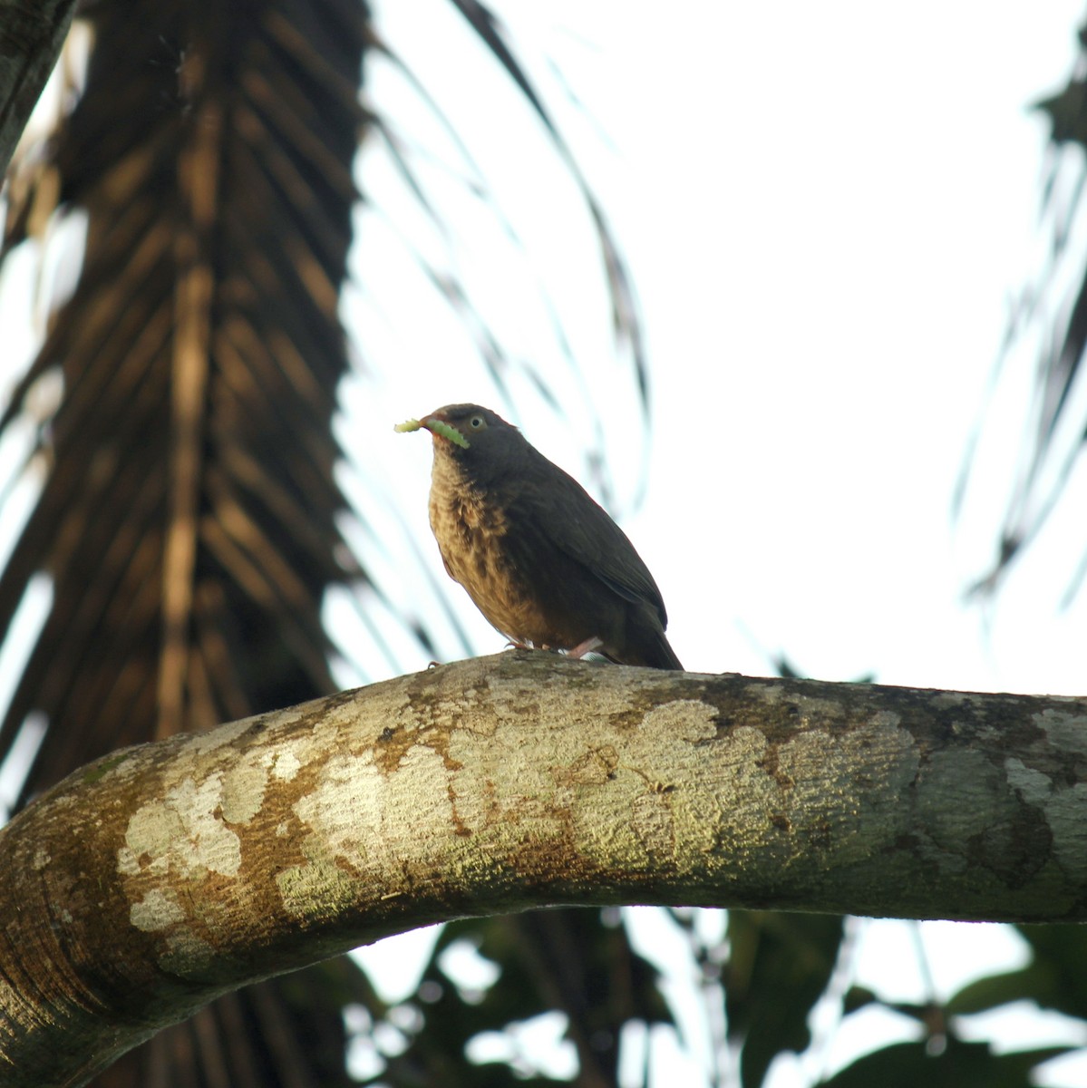 Cratérope de brousse - ML645828115