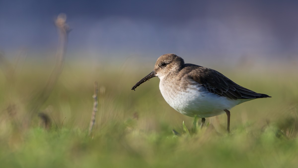 ハマシギ - ML645828116