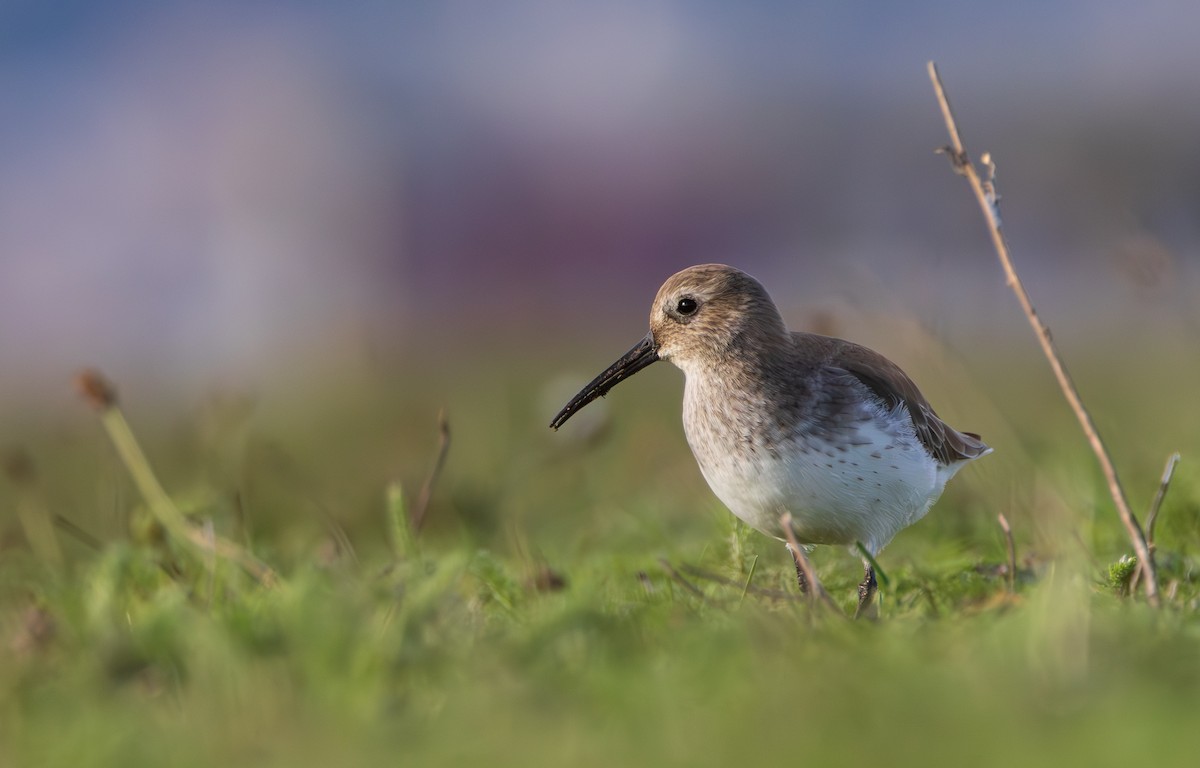 ハマシギ - ML645828117