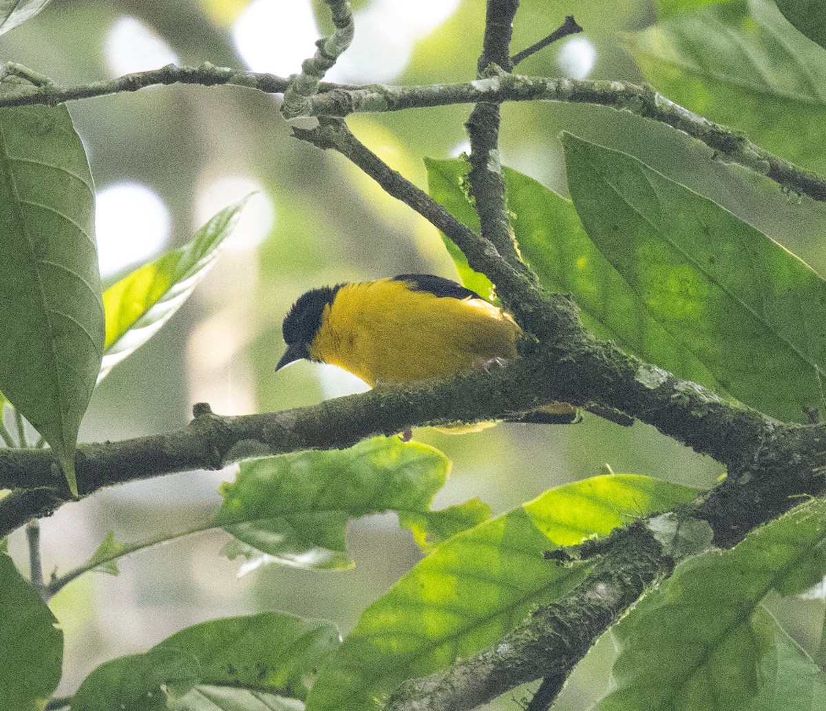 チャボウシハタオリ - ML645828119