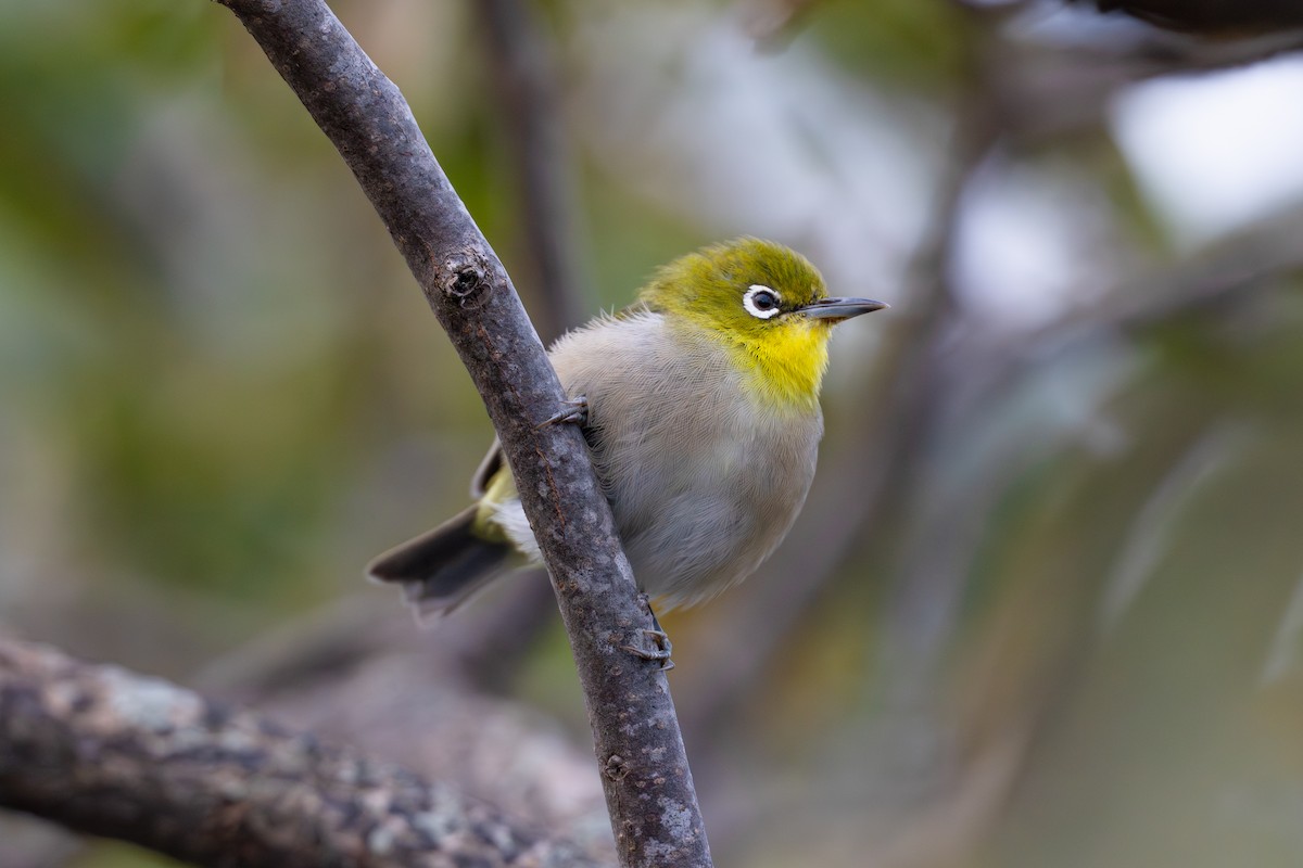 Anteojitos Japonés - ML645828120