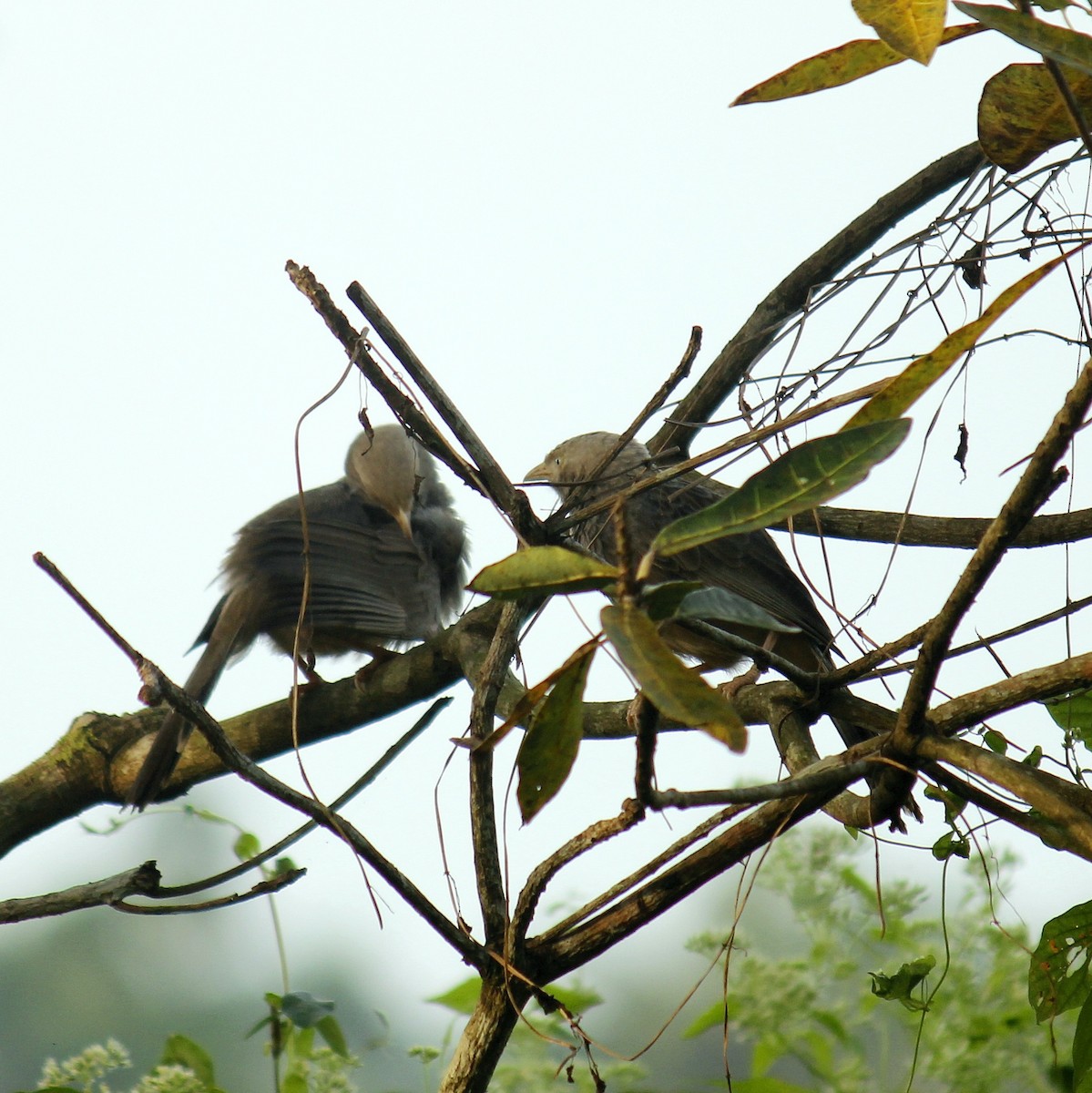 Cratérope affin - ML645828122