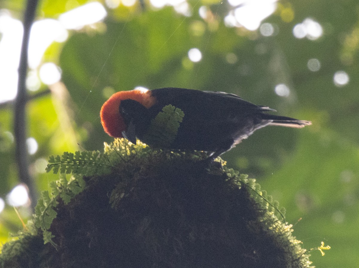 Red-headed Malimbe - ML645828125