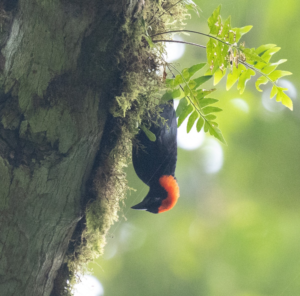 Red-headed Malimbe - ML645828126