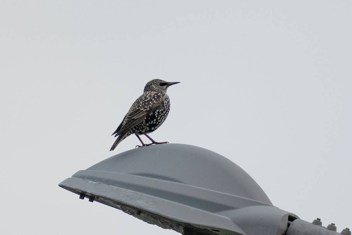 ホシムクドリ - ML645828127