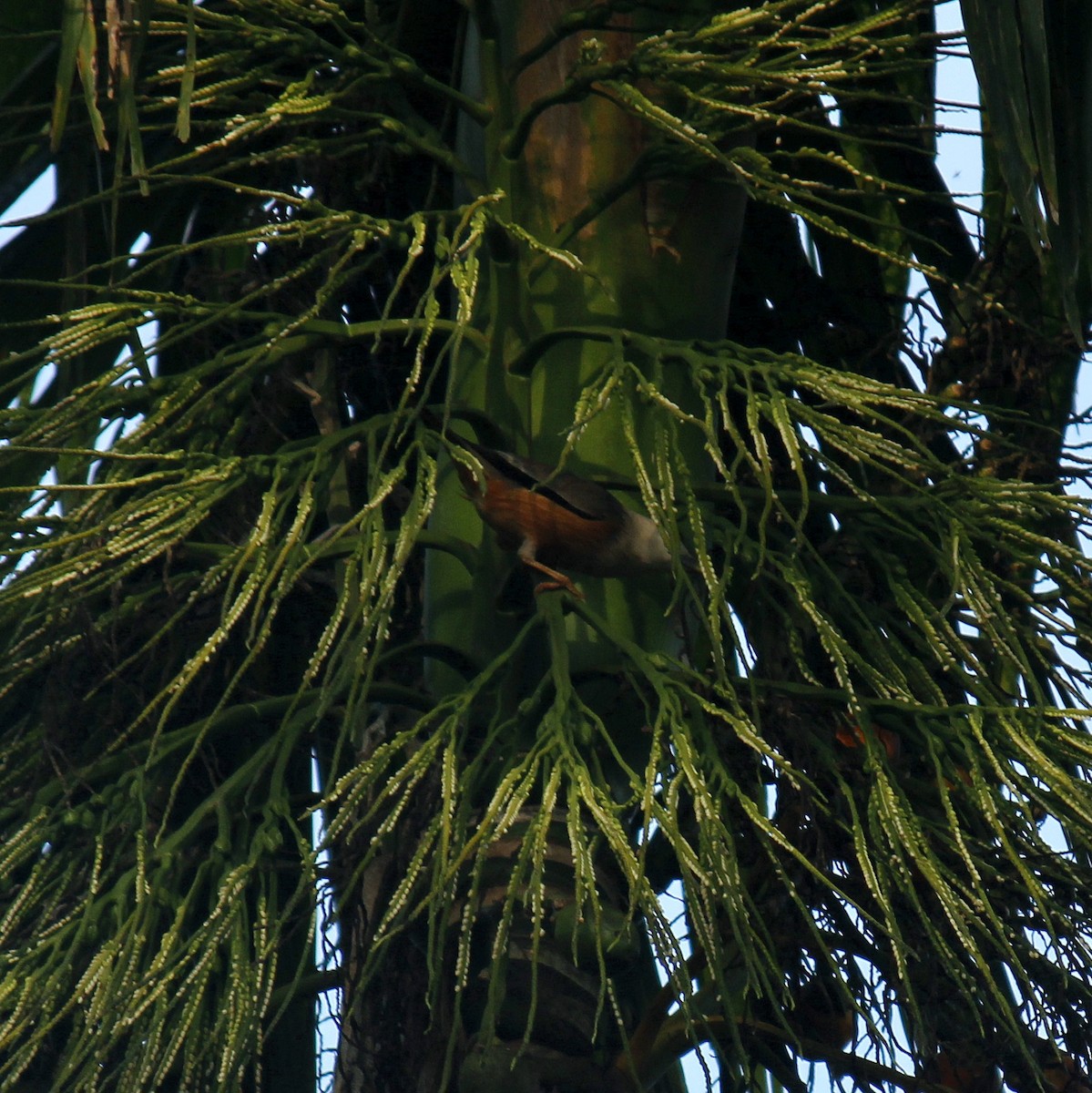 Étourneau de Blyth - ML645828129