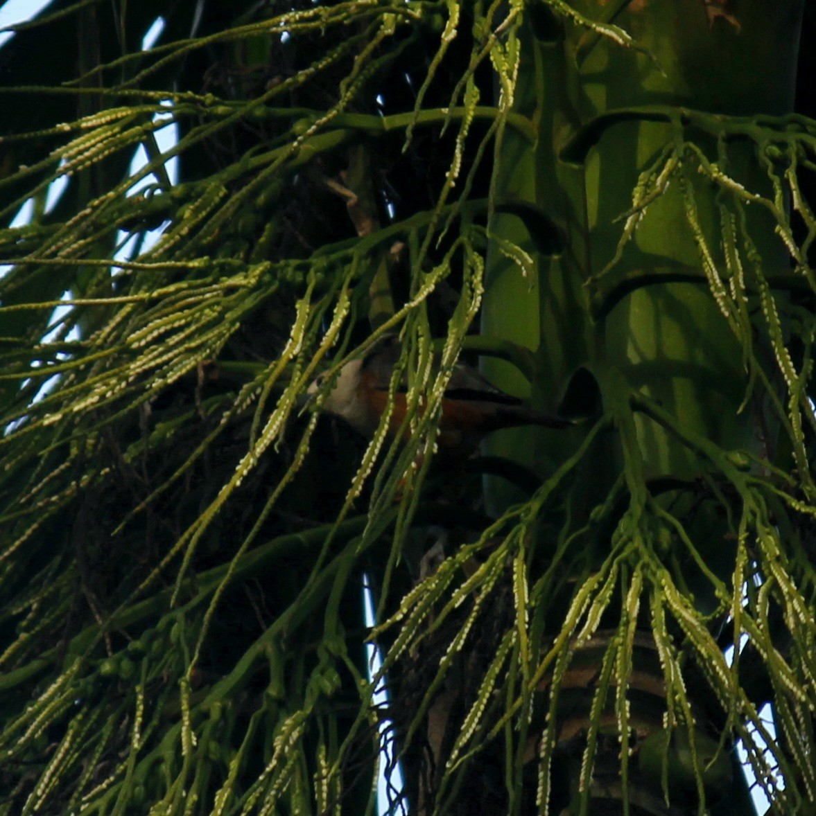 Étourneau de Blyth - ML645828130