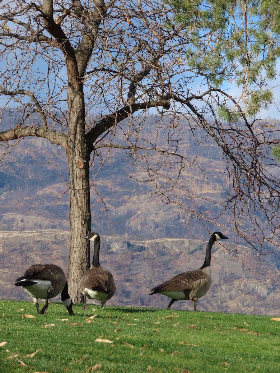 Canada Goose - ML645828131