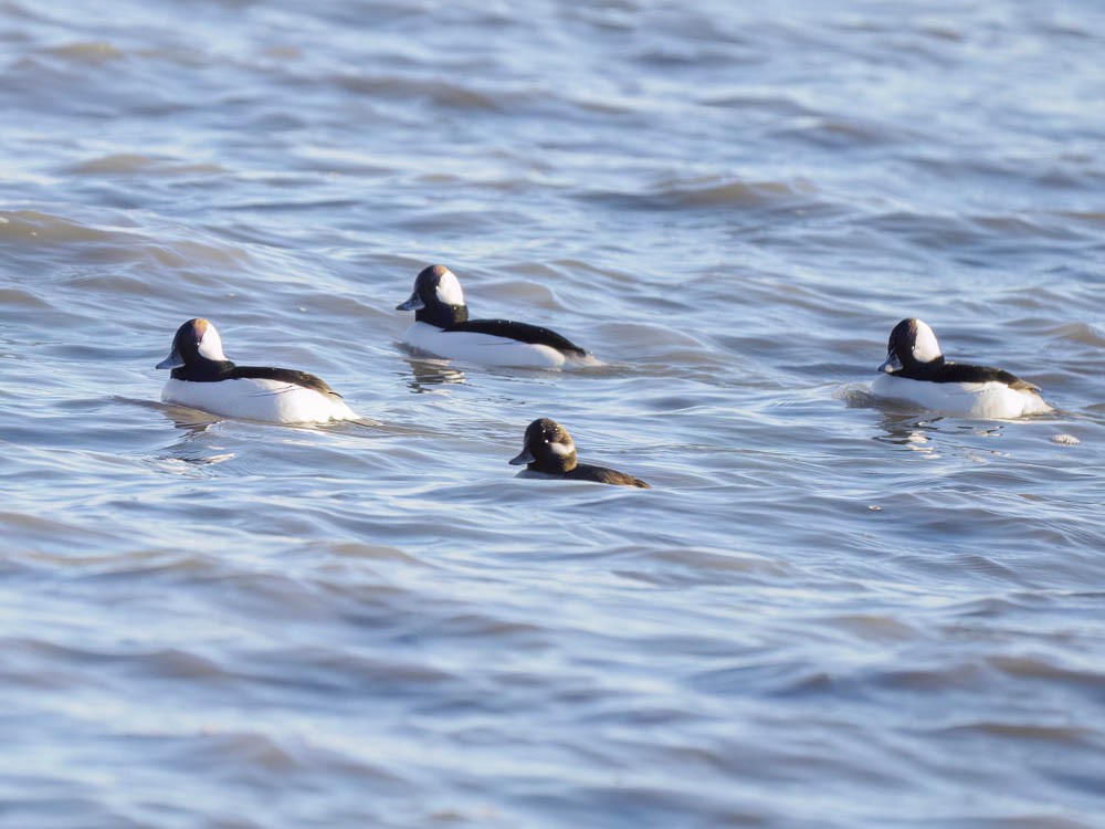 Гоголь-головастик - ML645828132