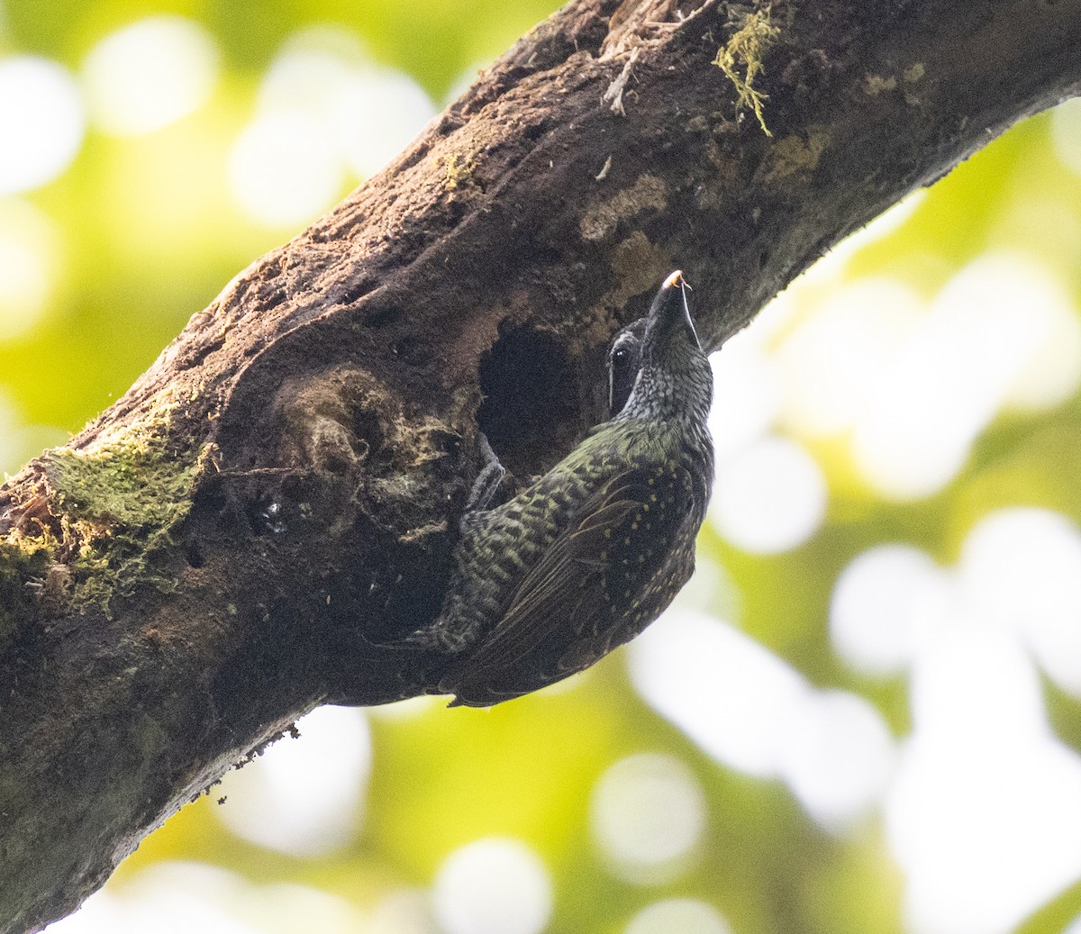 Hairy-breasted Barbet (Streaky-throated) - ML645828134