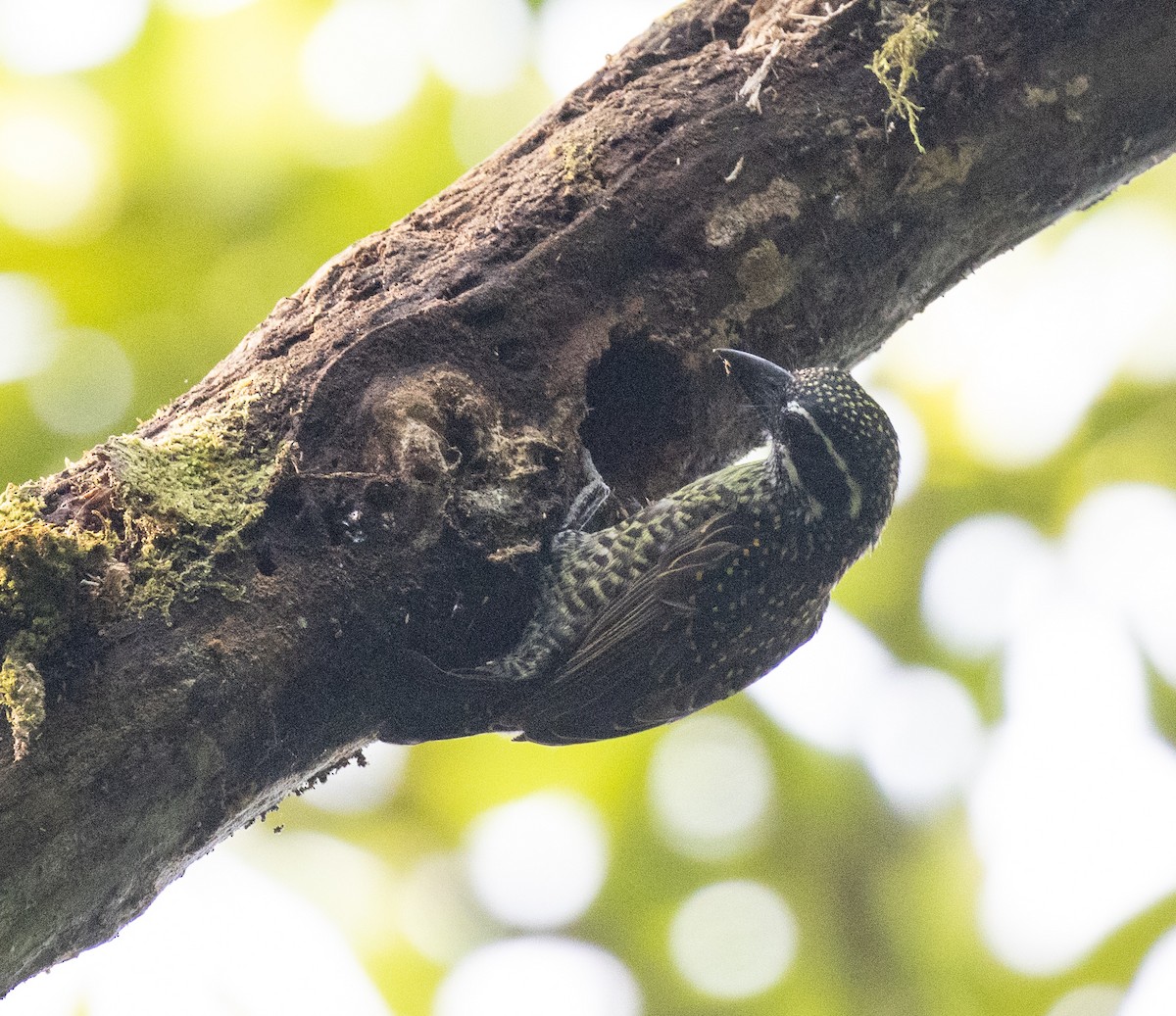 Hairy-breasted Barbet (Streaky-throated) - ML645828135