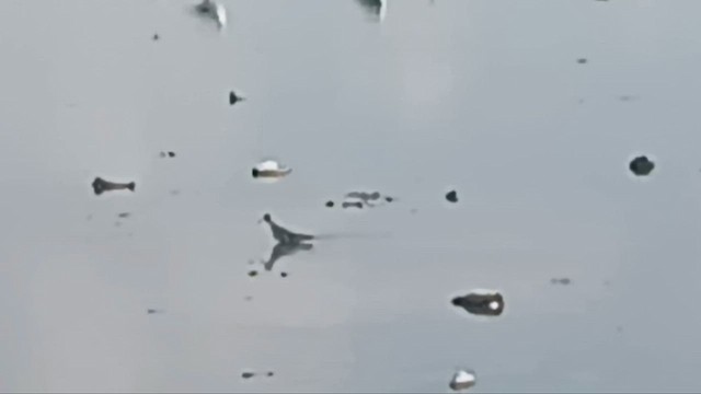 Red-necked Phalarope - ML645828136