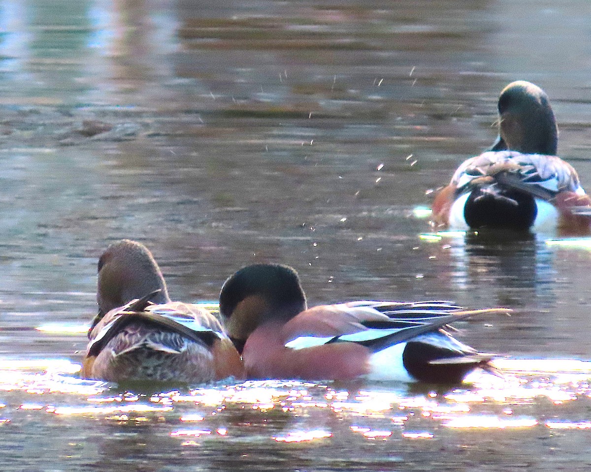 American Wigeon - ML645828137