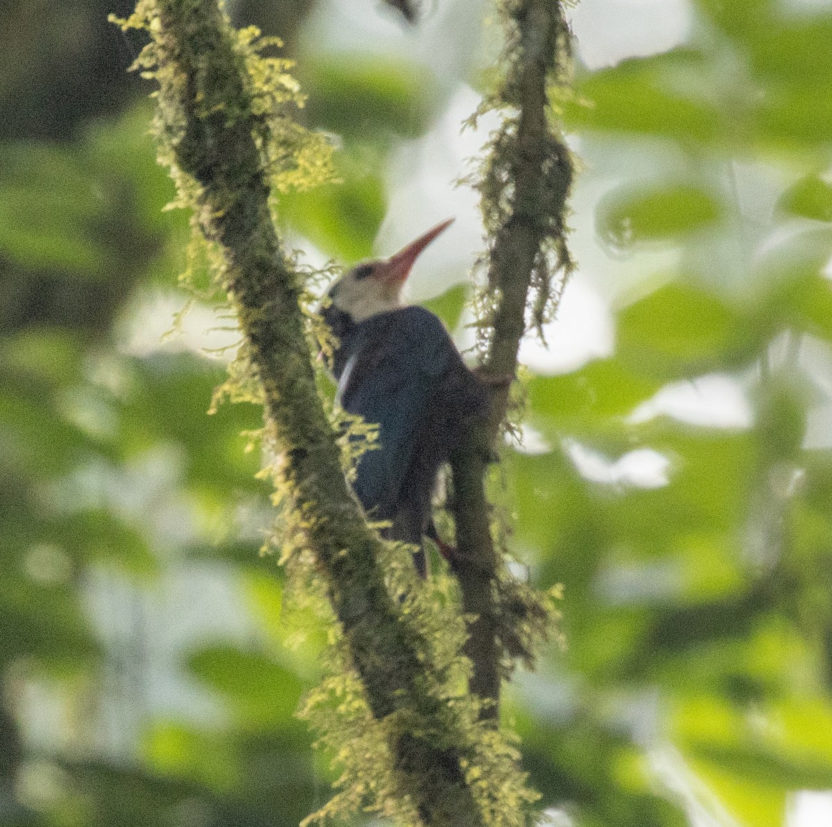 White-headed Woodhoopoe (bollei/jacksoni) - ML645828139