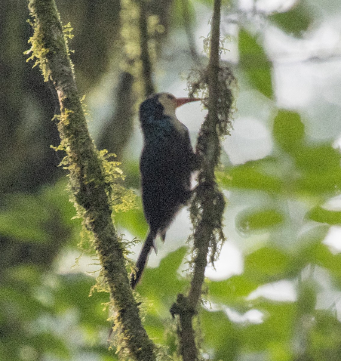 White-headed Woodhoopoe (bollei/jacksoni) - ML645828140