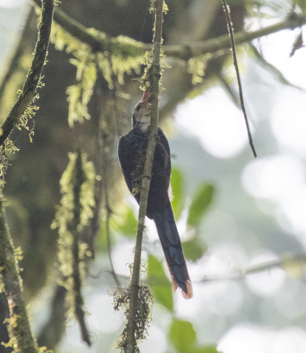 White-headed Woodhoopoe (bollei/jacksoni) - ML645828141