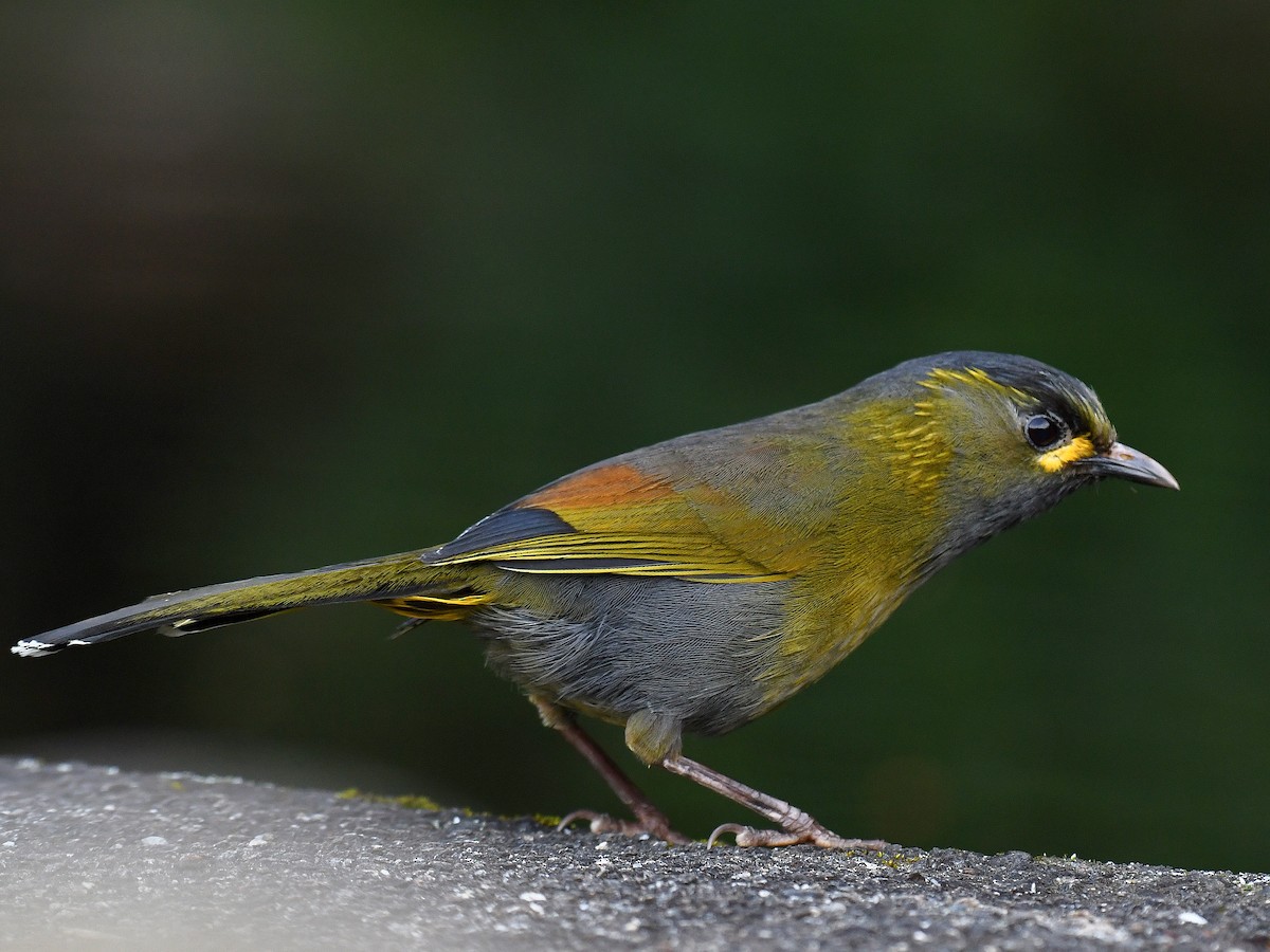 Taiwan Liocichla - ML645828142