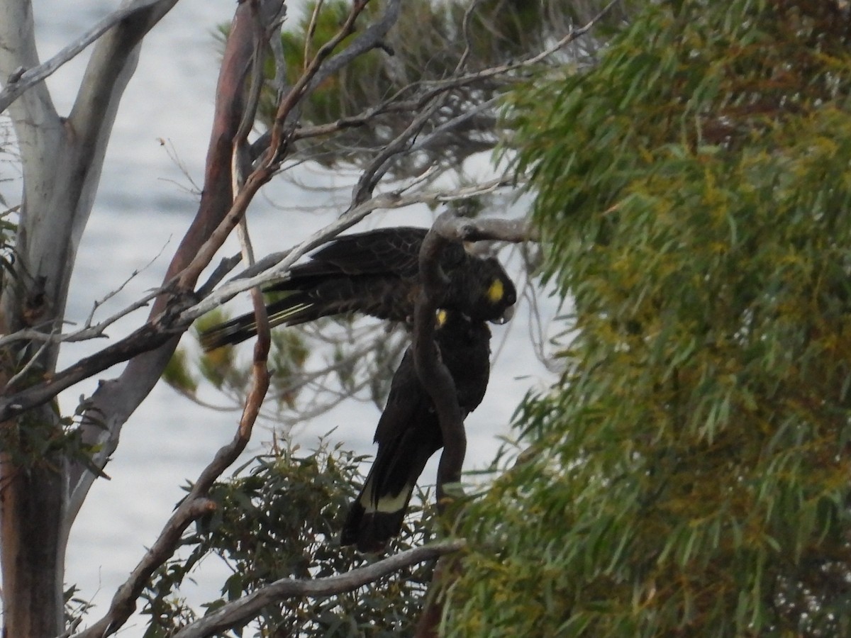 Yellow-tailed Black-Cockatoo - ML645828147