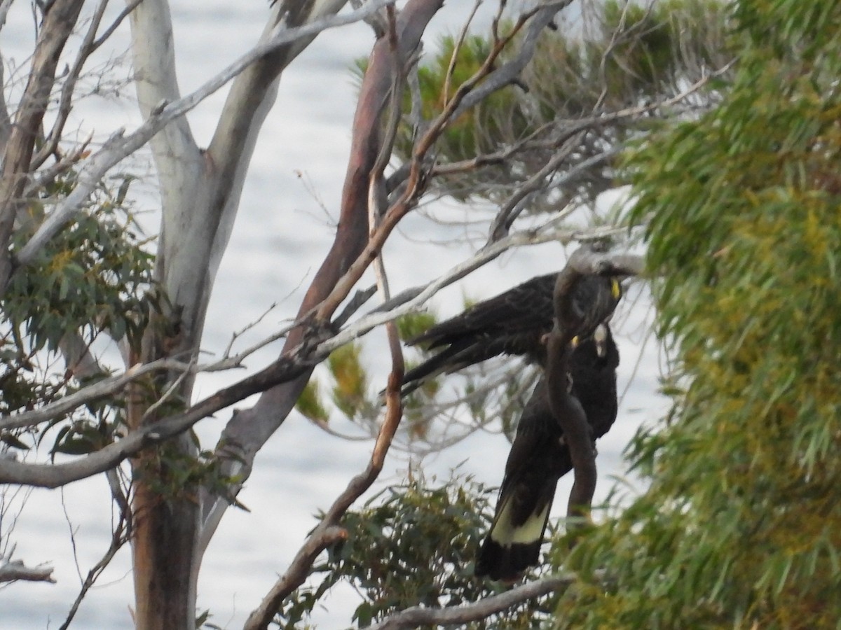Yellow-tailed Black-Cockatoo - ML645828149