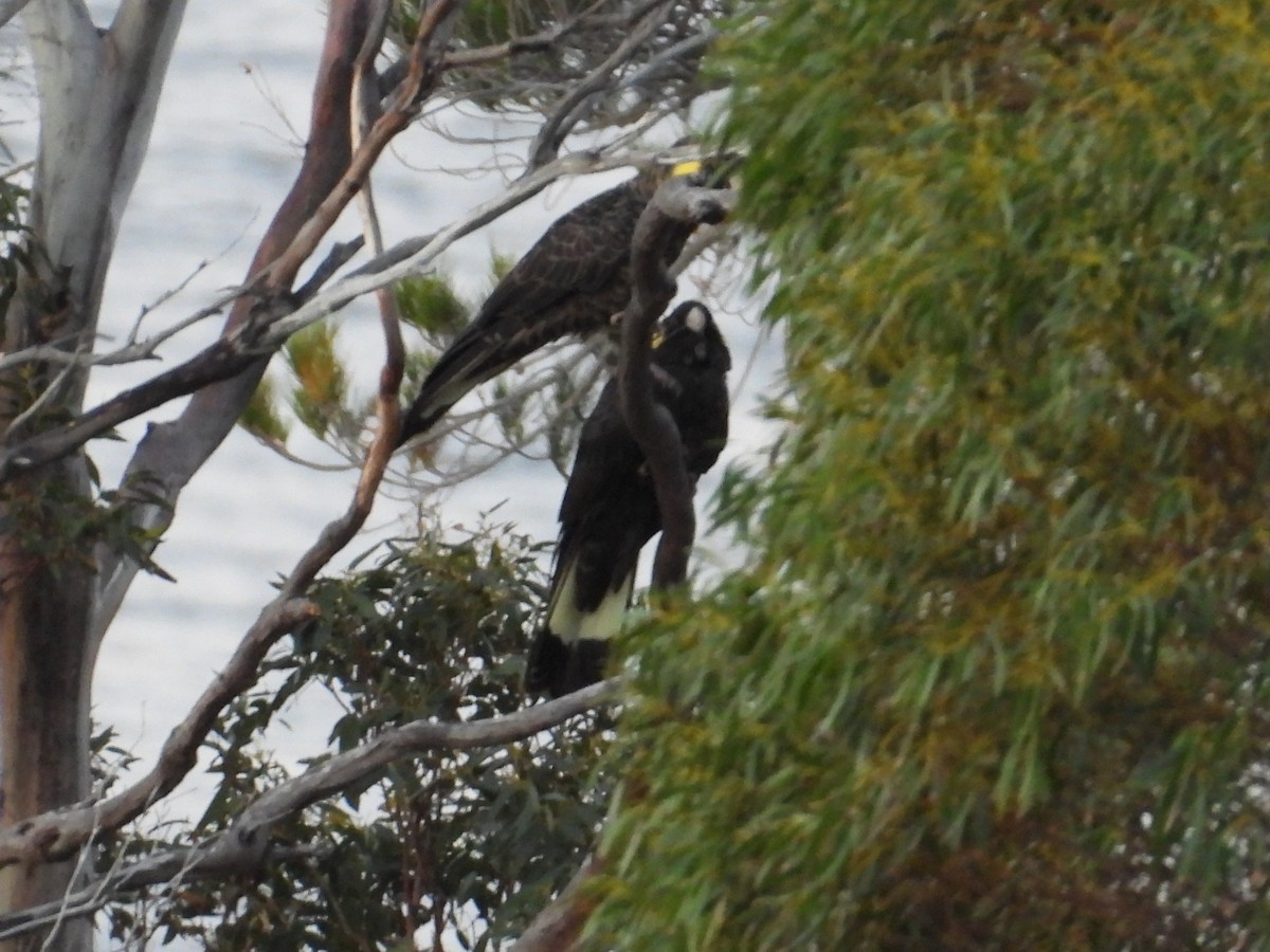 Yellow-tailed Black-Cockatoo - ML645828150
