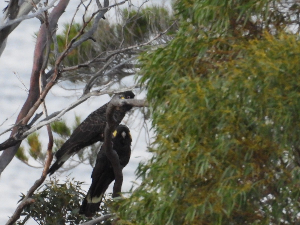 Yellow-tailed Black-Cockatoo - ML645828152
