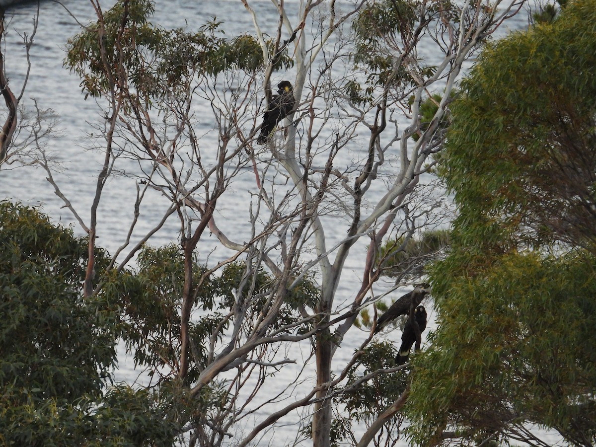 Yellow-tailed Black-Cockatoo - ML645828153