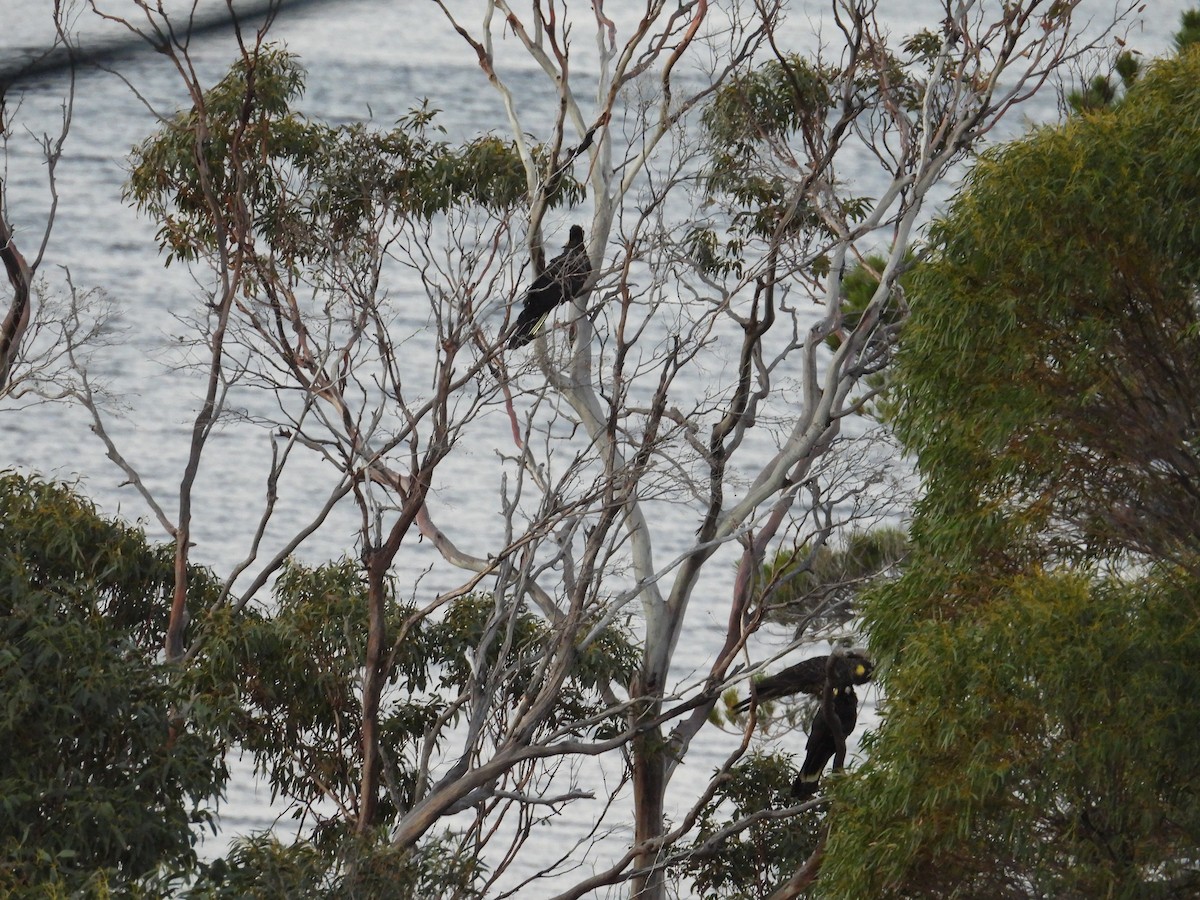 Yellow-tailed Black-Cockatoo - ML645828154