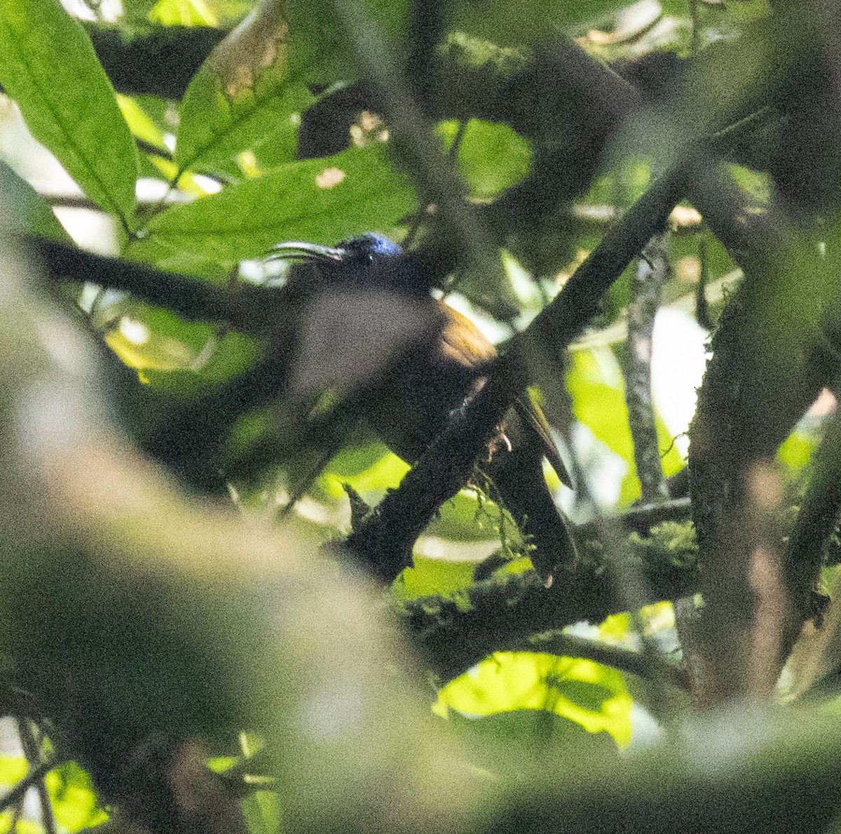 Blue-headed Sunbird - ML645828155