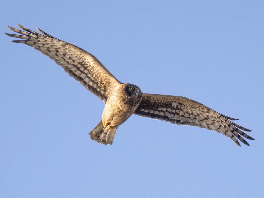 American Goshawk - ML645828160