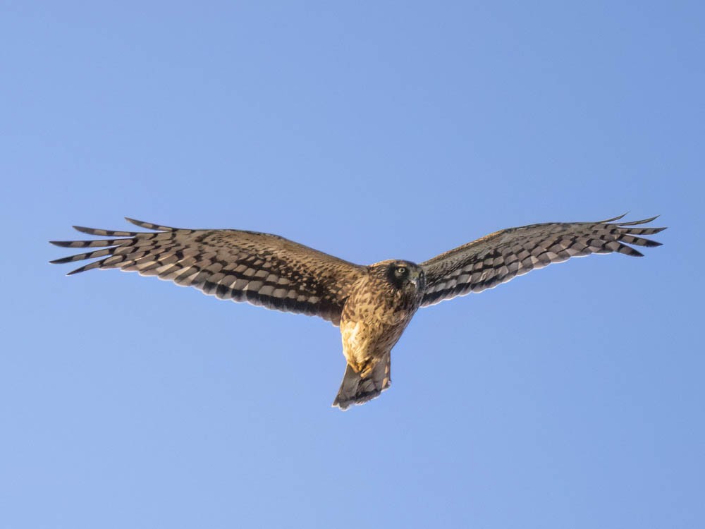 American Goshawk - ML645828161