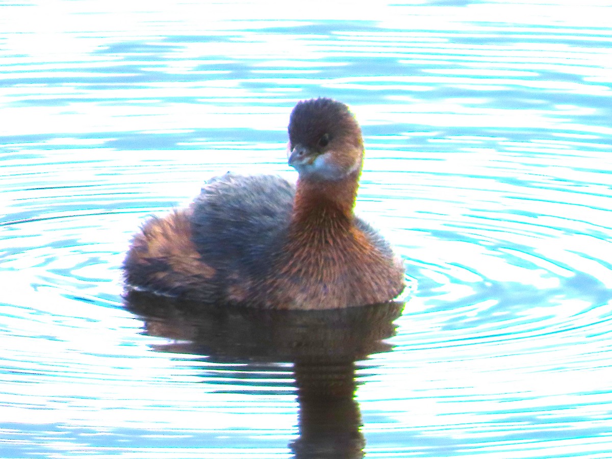 Pied-billed Grebe - ML645828162