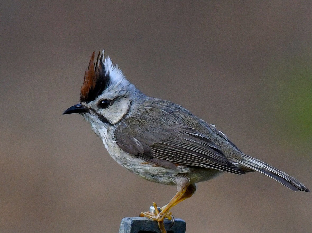 冠羽畫眉 - ML645828163