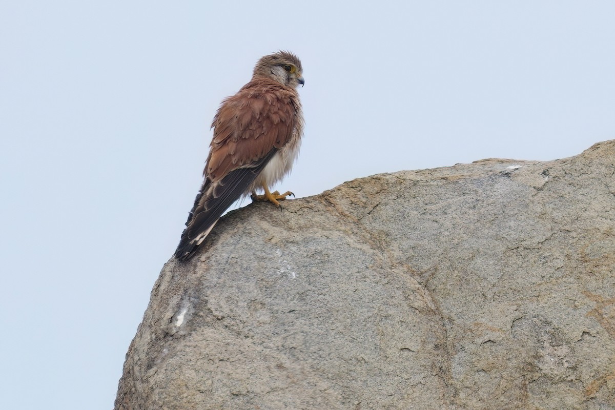 Nankeen Kestrel - ML645828164