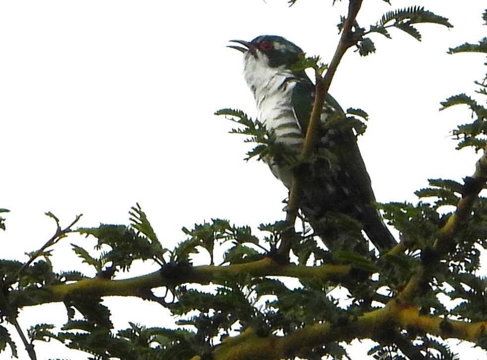 Dideric Cuckoo - ML645828165