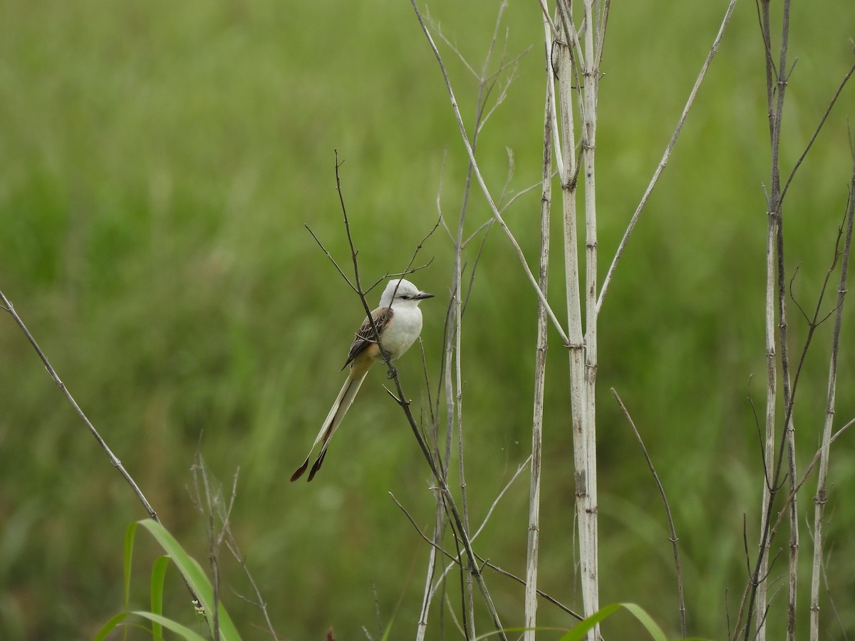 Scissor-tailed Flycatcher - ML645828166