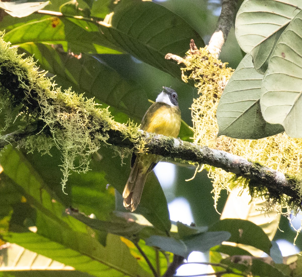 Red-tailed Greenbul - ML645828167