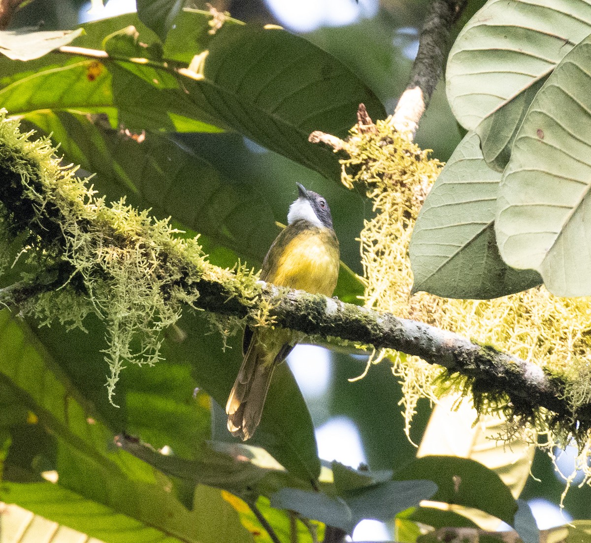 Red-tailed Greenbul - ML645828169