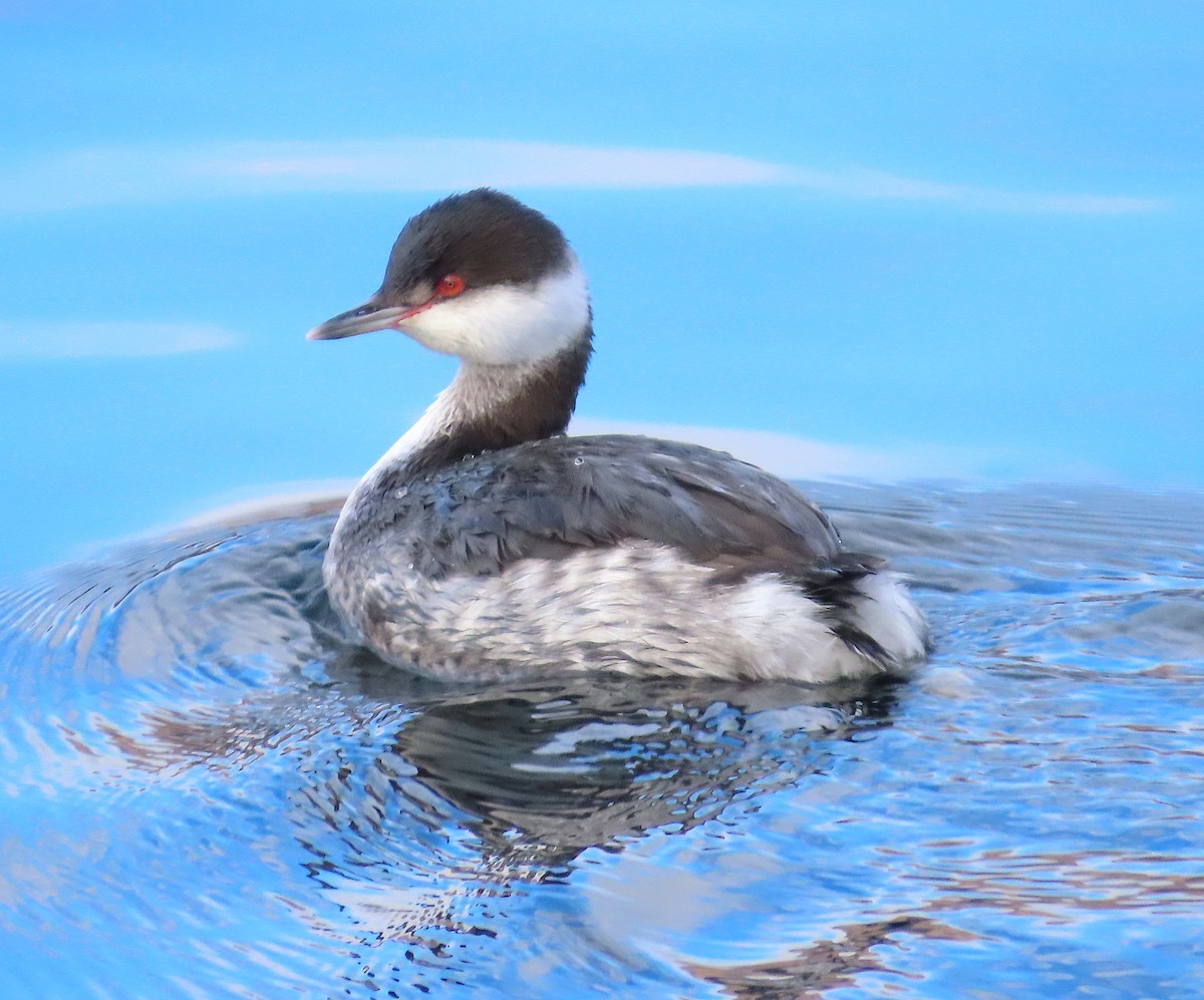 角鸊鷉 - ML645828170