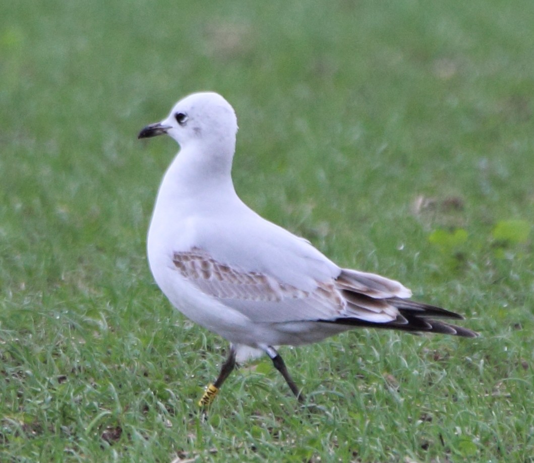 Mediterranean Gull - ML645828171