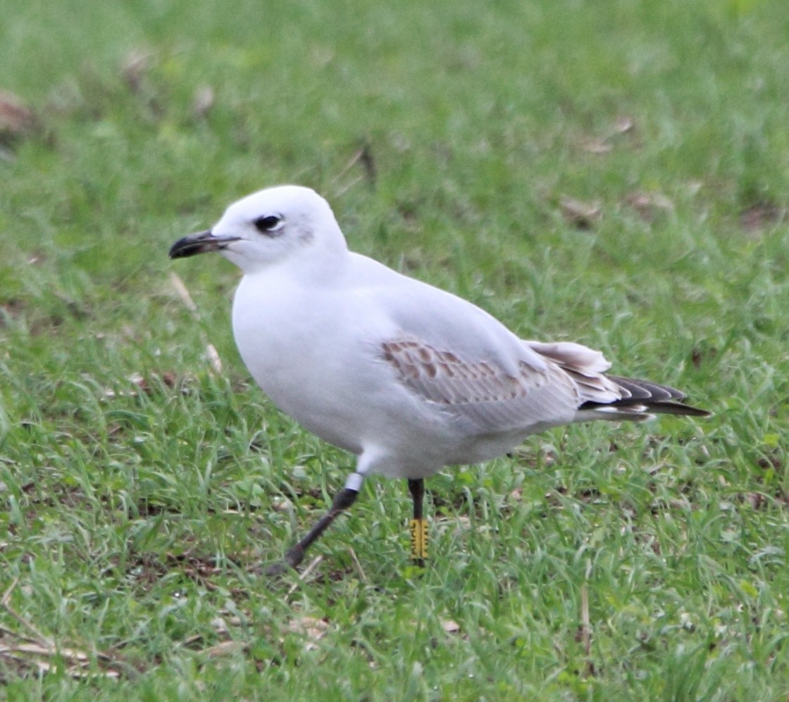 Mediterranean Gull - ML645828172
