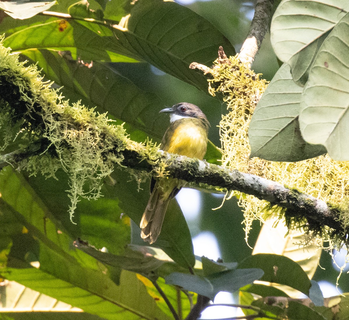 Red-tailed Greenbul - ML645828173