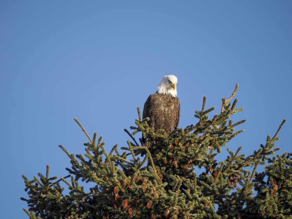 Bald Eagle - ML645828174