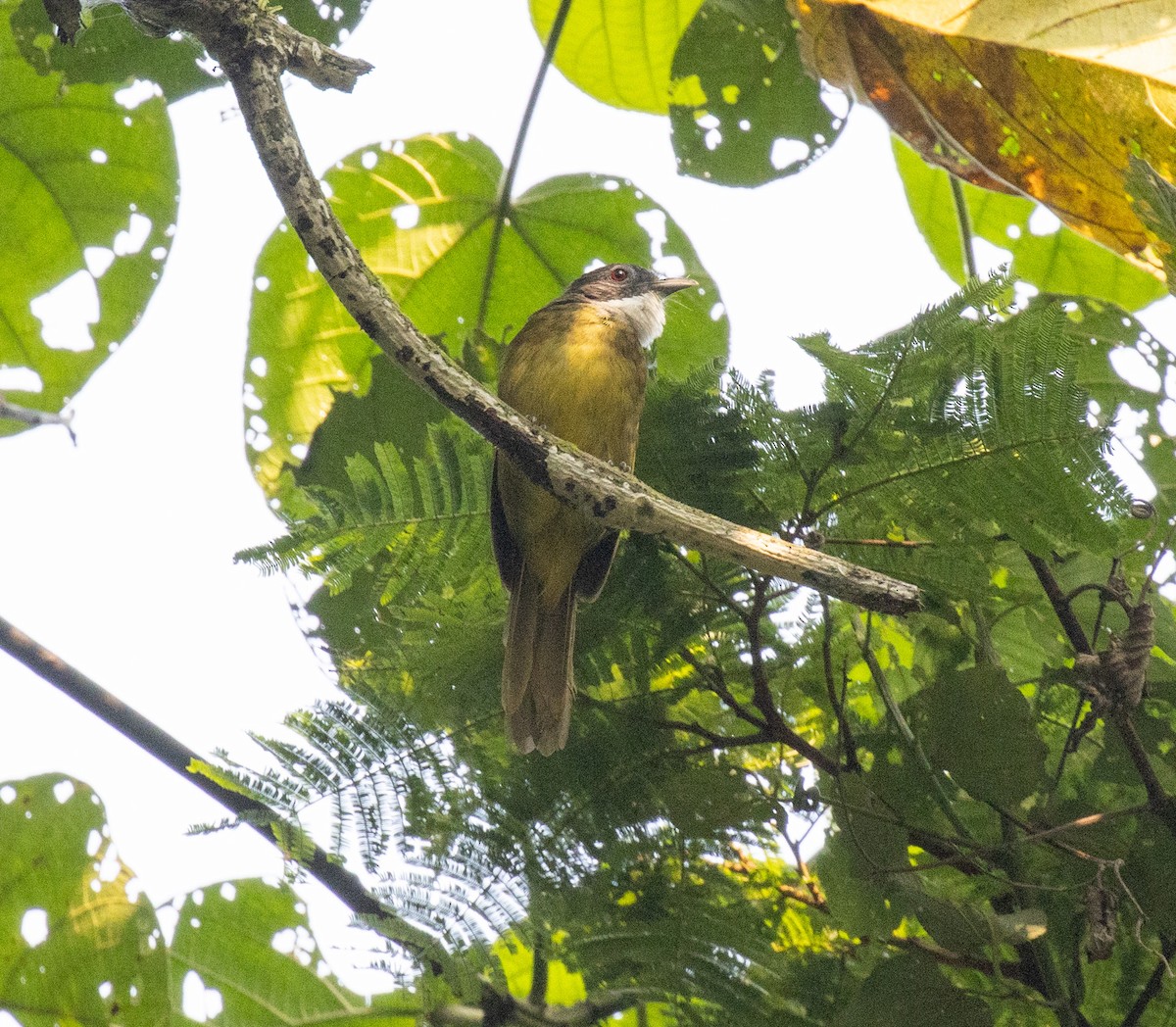 Red-tailed Greenbul - ML645828175
