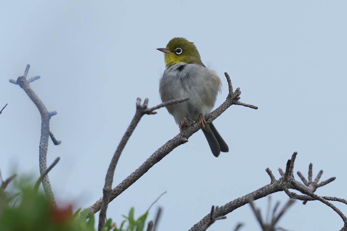 Silvereye - ML645828176
