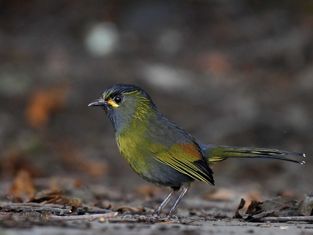 黃胸藪眉 - ML645828177