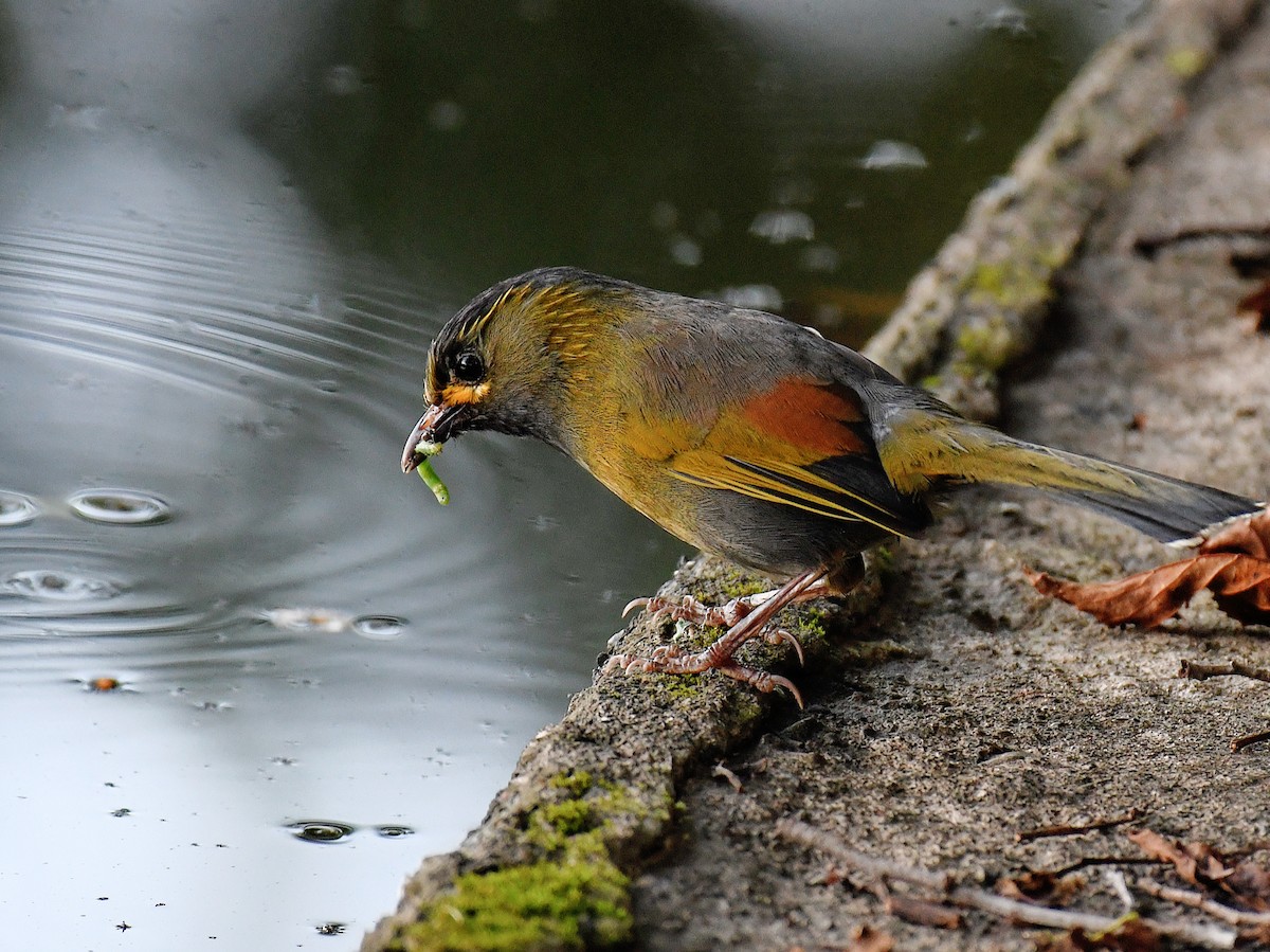 黃胸藪眉 - ML645828178