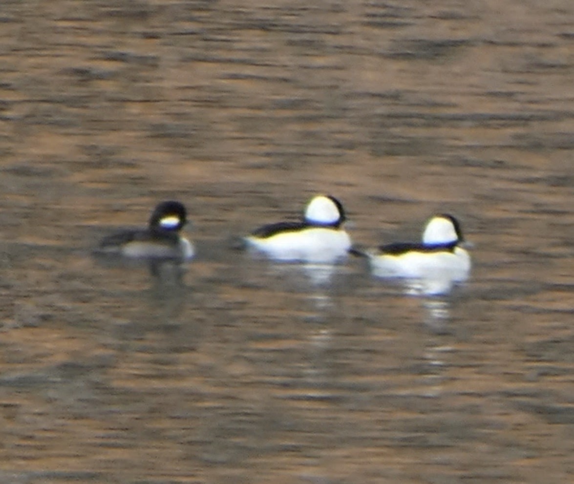 Bufflehead - ML645828180
